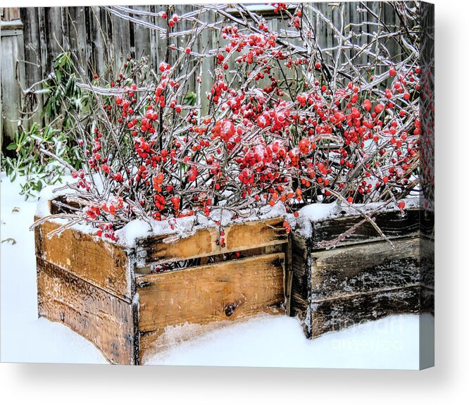 Berries Acrylic Print featuring the photograph Berries and Ice by Janice Drew