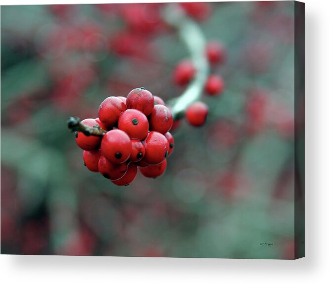Berry Acrylic Print featuring the photograph Berry Cluster 7935 H_2 by Steven Ward