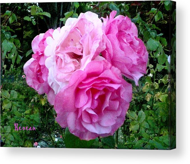Roses Acrylic Print featuring the photograph Bevy Of Roses by A L Sadie Reneau