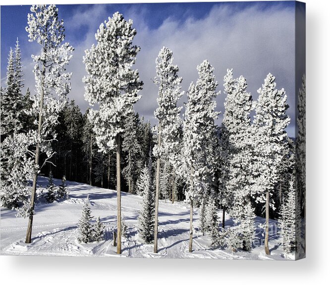 Big Sky Acrylic Print featuring the photograph Big Sky Pines by Timothy Hacker