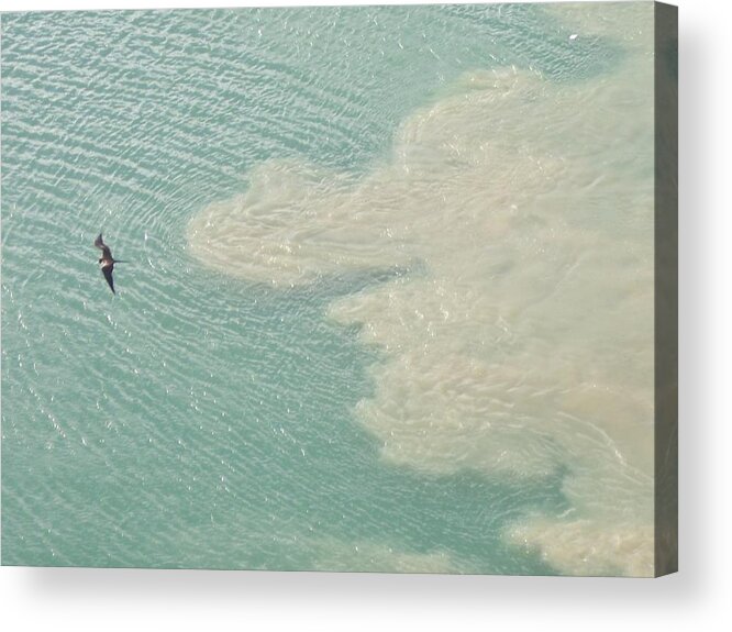 Bird Acrylic Print featuring the photograph Bird and Churning Sand by Michelle Miron-Rebbe