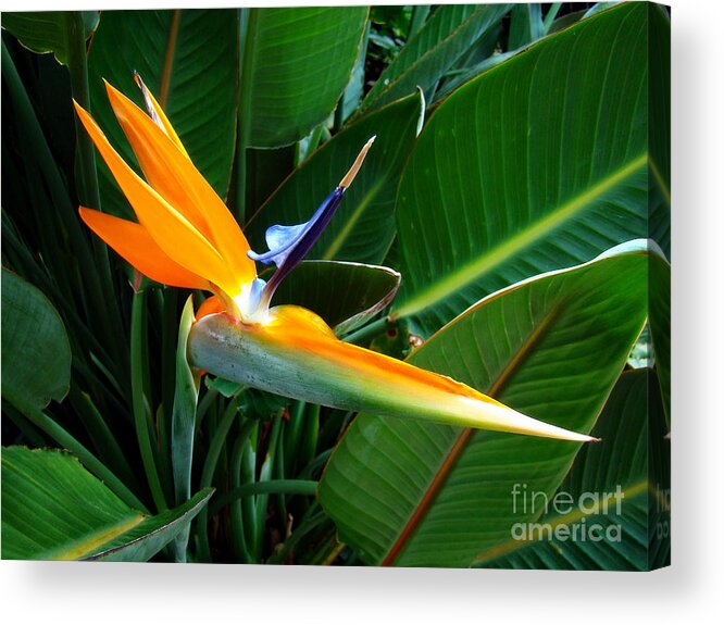 Flower Acrylic Print featuring the photograph Bird of Paradise by Sue Melvin