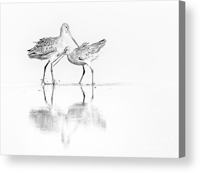 Shorebird Acrylic Print featuring the photograph Bird Pair by Sonya Lang