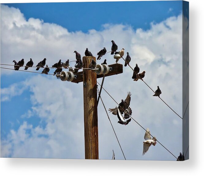 Arizona Acrylic Print featuring the photograph Birds on a Wire by Judy Kennedy