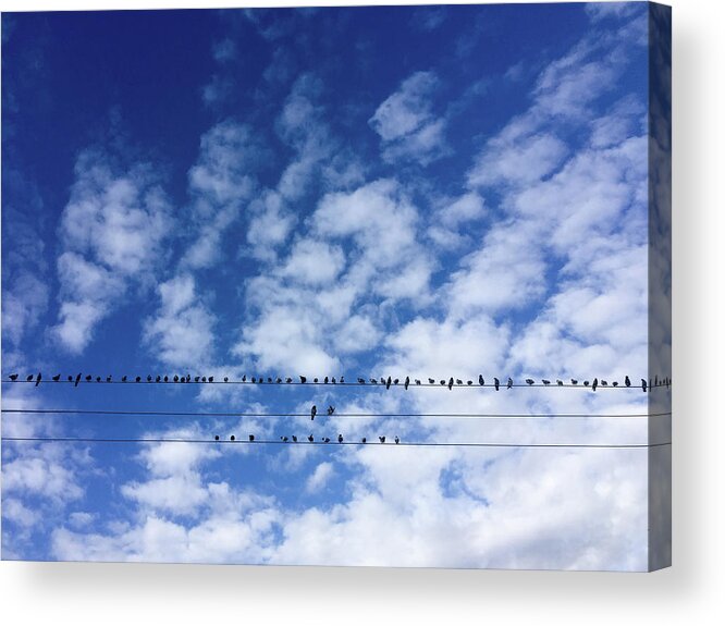 Birds Acrylic Print featuring the photograph Birds On Wire by Al Hurley