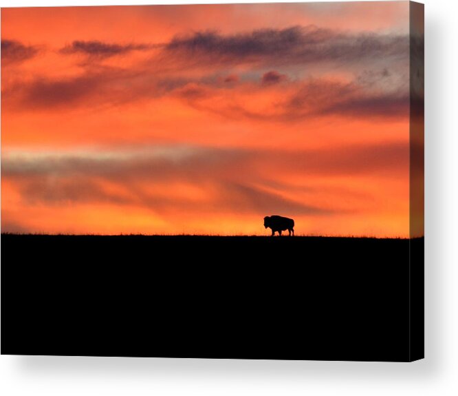  Acrylic Print featuring the photograph Bison in the Morning Light by Keith Stokes