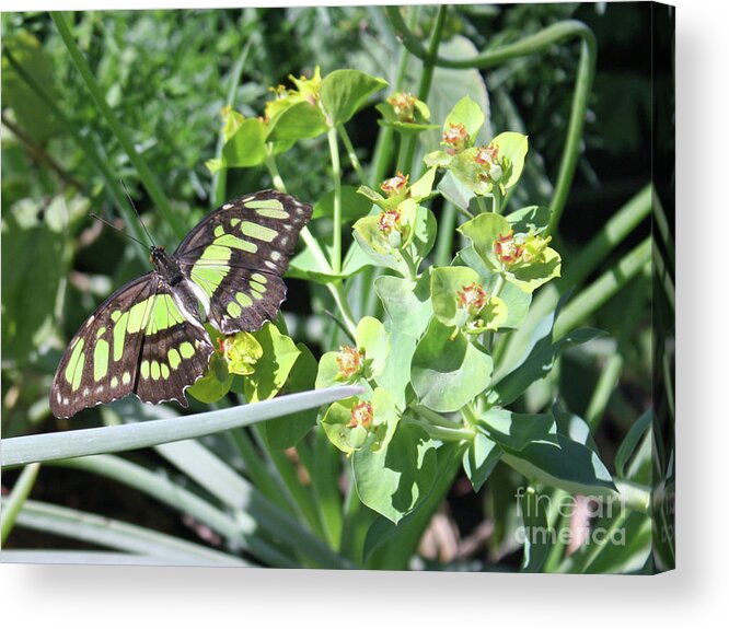 Butterfly Acrylic Print featuring the photograph Black and Green Butterfly by Kelly Holm