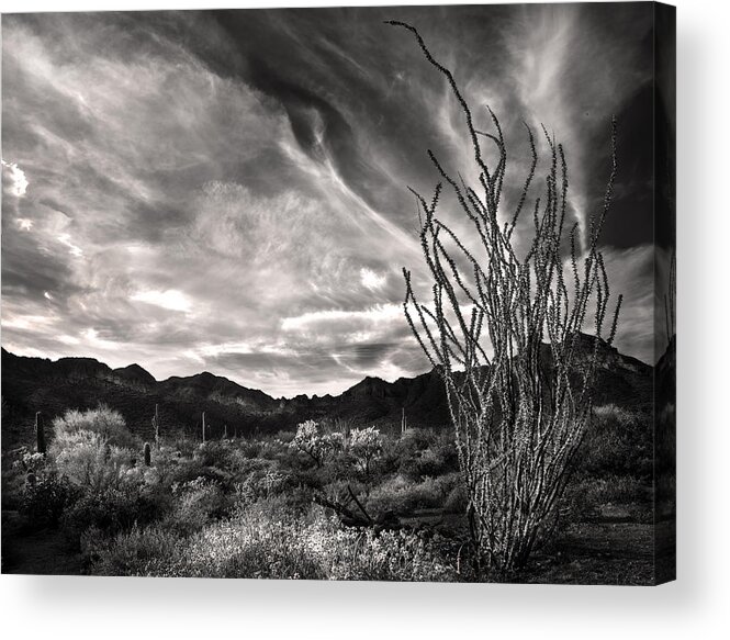 Arizona Acrylic Print featuring the photograph Black and White Ocotillo and clouds by Dave Dilli
