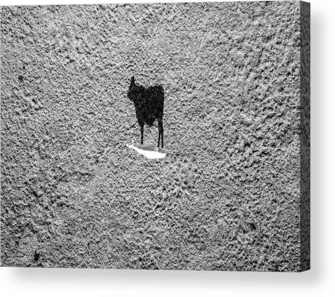 Cattle Acrylic Print featuring the photograph Black And White by Rand Ningali
