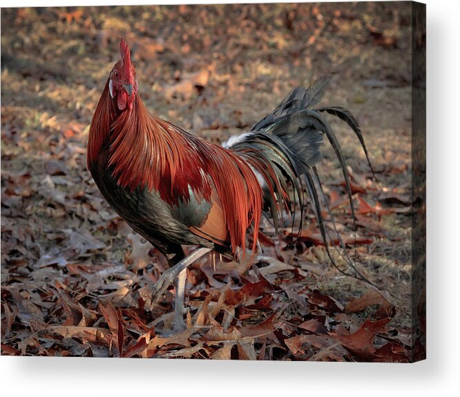 Chicken Acrylic Print featuring the photograph Black Breasted Red Phoenix Rooster by Michael Dougherty