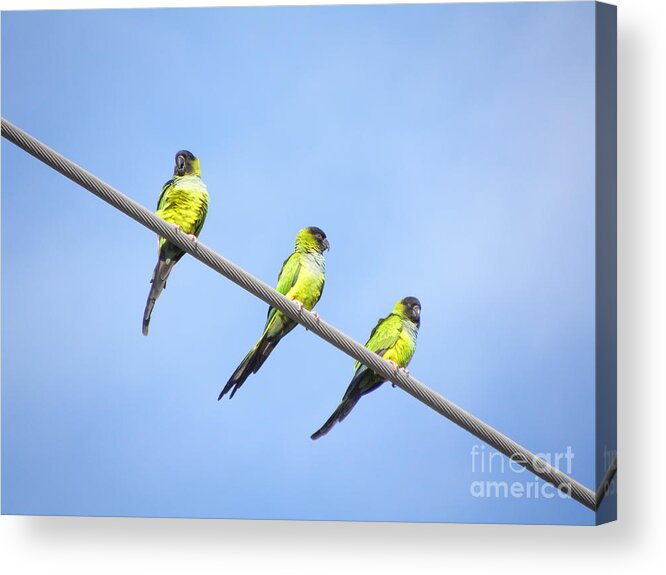 Birds Acrylic Print featuring the photograph Black Hooded Parakeet Trio by Terri Mills
