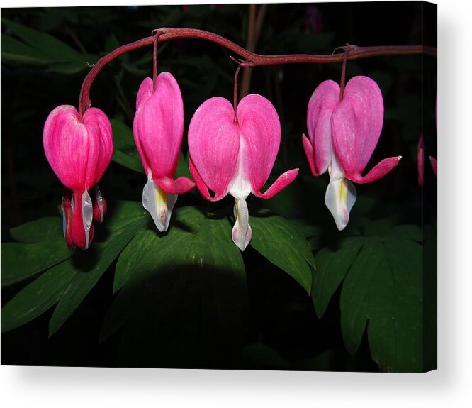 Dicentra Acrylic Print featuring the photograph Bleeding Hearts by Susan Baker