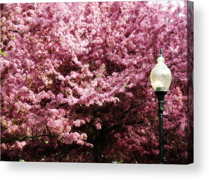 Blooming Light Acrylic Print featuring the photograph Blooming Light by Cyryn Fyrcyd