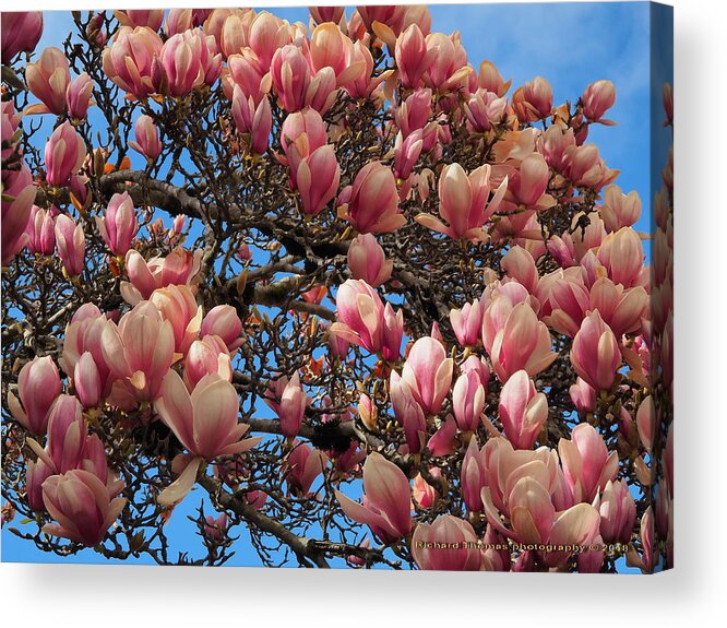 Botanical Acrylic Print featuring the photograph Blooming Magnolia by Richard Thomas
