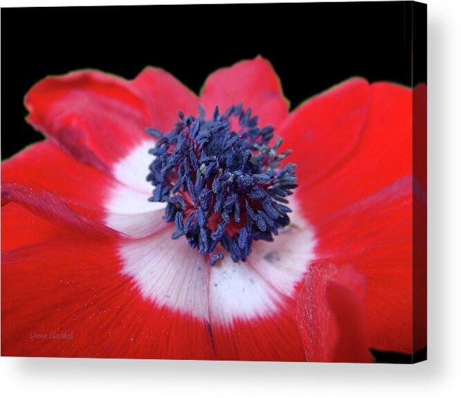 Red Flower Acrylic Print featuring the photograph Blossoming Freedom by Donna Blackhall