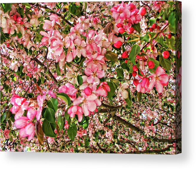 Pink Acrylic Print featuring the photograph Blossoms by Traci Cottingham