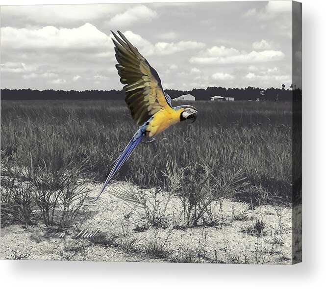 Photoshop Acrylic Print featuring the photograph Blue And Gold Macaw by Melissa Messick