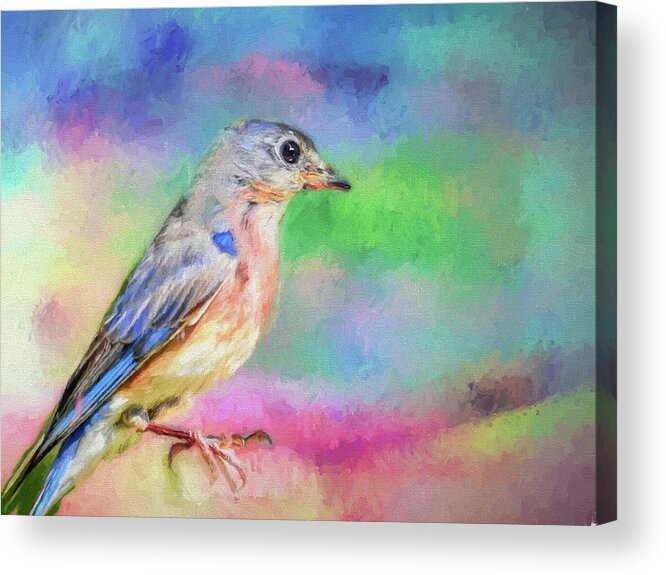Animal Acrylic Print featuring the painting Blue Bird on Color by Ches Black