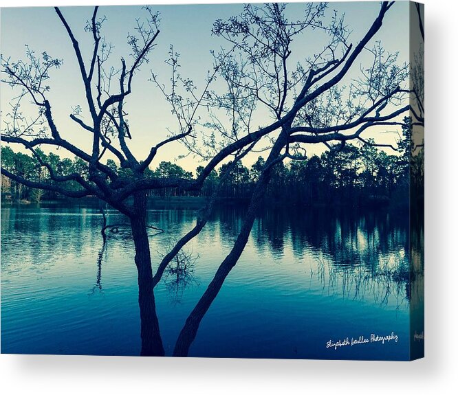 Tree Acrylic Print featuring the photograph Blue Days by Elizabeth Harllee