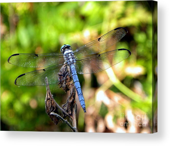 Dragonfly Acrylic Print featuring the photograph Blue Dragonfly by Terri Mills