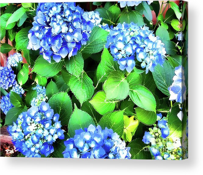 Blue Hydrangea Acrylic Print featuring the photograph Blue Hydrangea by Judy Palkimas
