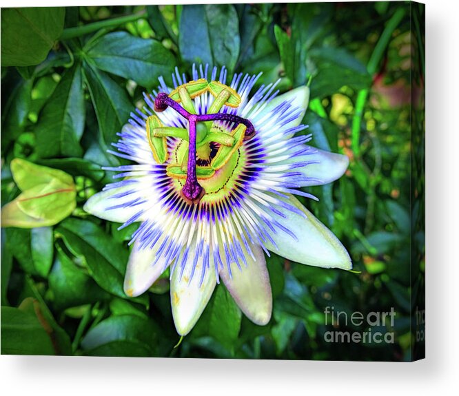 Flower Acrylic Print featuring the photograph Blue Passion Flower by Sue Melvin