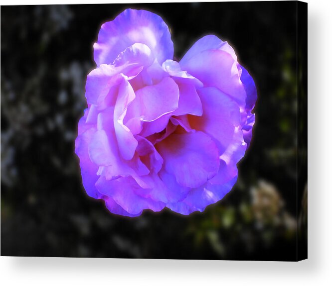 Rose Acrylic Print featuring the photograph Blue Rose by Mark Blauhoefer