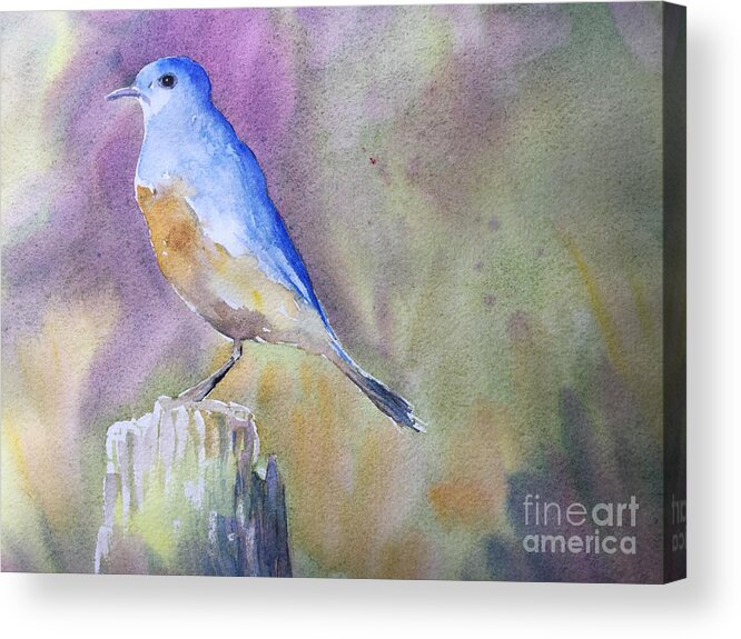Blue Bird Acrylic Print featuring the painting Bluebird by Watercolor Meditations