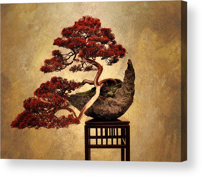 Asian Acrylic Print featuring the photograph Bonsai by Jessica Jenney