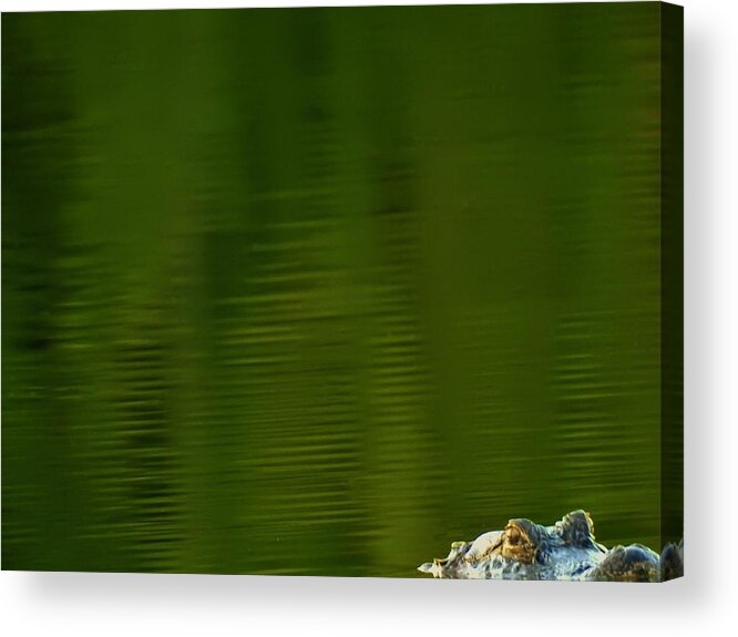Alligator Acrylic Print featuring the photograph Boo by Jan Gelders