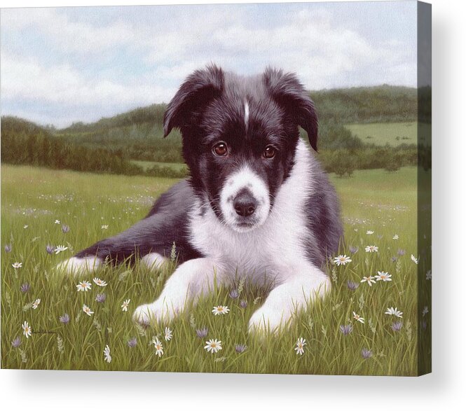 Dog Acrylic Print featuring the painting Border Collie Puppy Painting by Rachel Stribbling