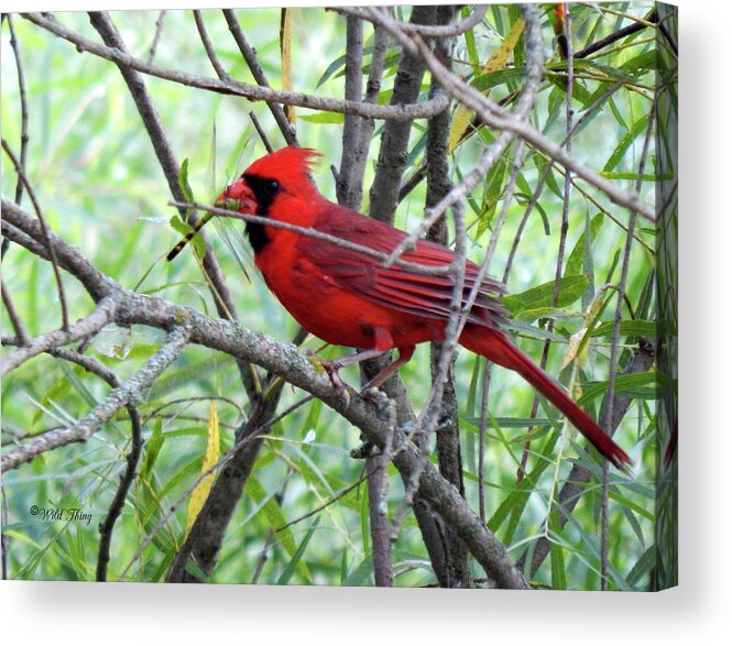 Cardinal Acrylic Print featuring the photograph Breakfast Time by Wild Thing