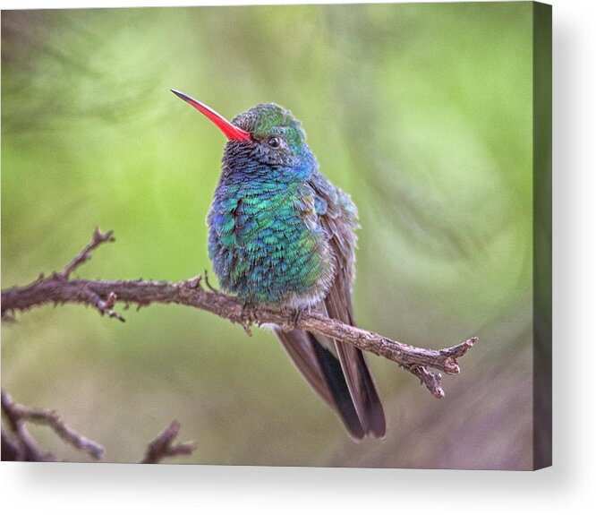 Broad Acrylic Print featuring the photograph Broad-billed Hummingbird 3652 by Tam Ryan