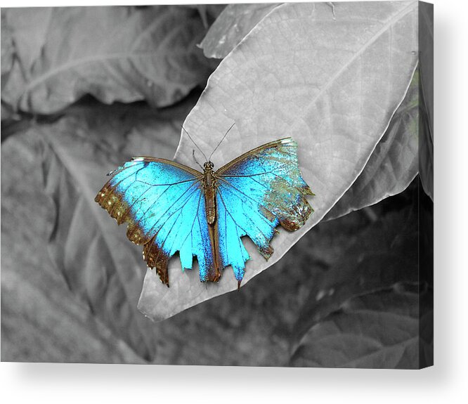 Animals Acrylic Print featuring the photograph Broken Dream by Steven Myers