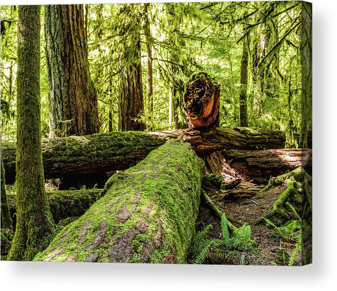 Landscapes Acrylic Print featuring the photograph Broken Tree by Claude Dalley