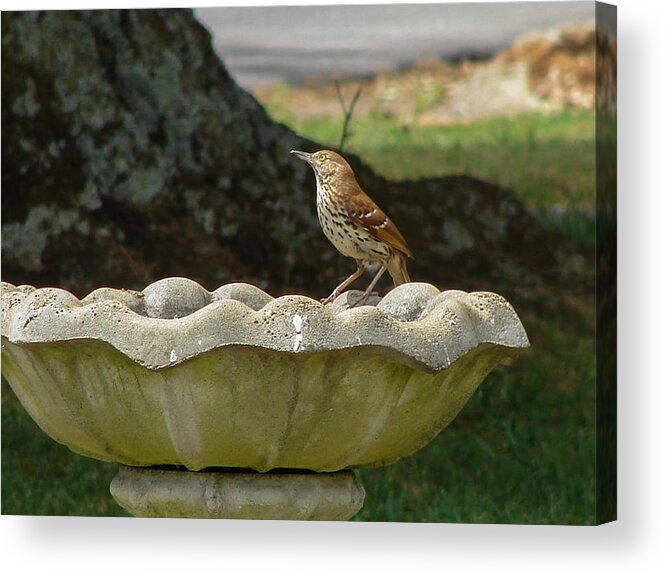Bird Acrylic Print featuring the photograph Brown Thrasher Bath by Carl Moore