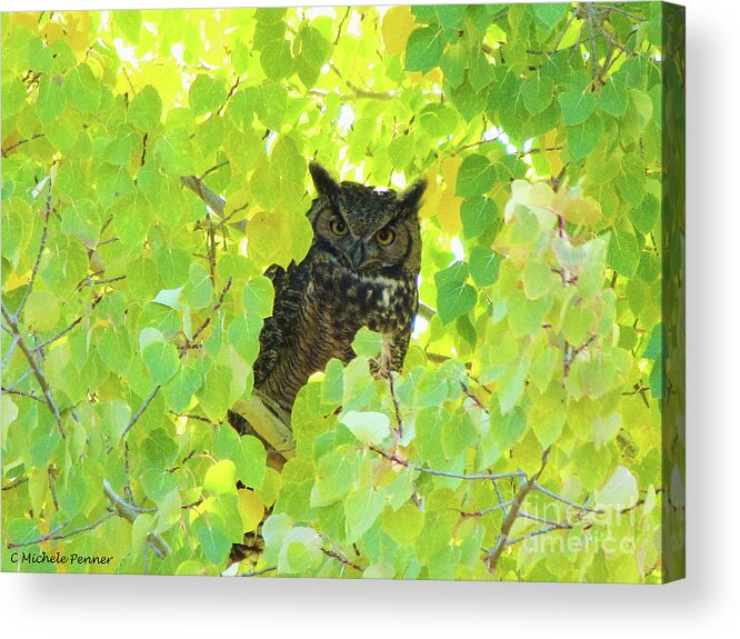 Owl Acrylic Print featuring the photograph Bubo virginianus by Michele Penner