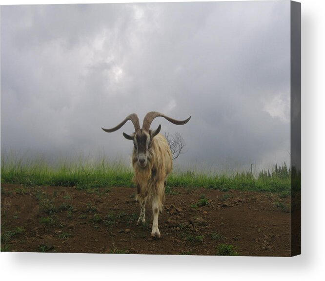 Goat Acrylic Print featuring the photograph Buddy by Charles Jennison