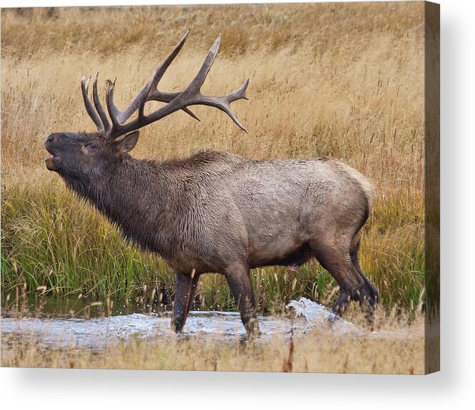 Elk Acrylic Print featuring the photograph Bull Elk in Yellowstone by Wesley Aston