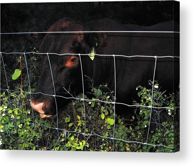 Bull Acrylic Print featuring the photograph Bull Nibbling On Snowberries by Will Borden