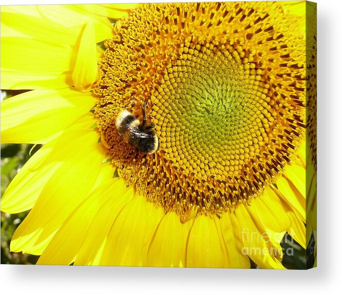 Artistic Acrylic Print featuring the photograph Bumblebee on Sunflower by Jean Bernard Roussilhe