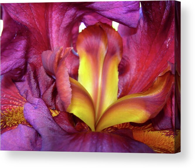 Iris Acrylic Print featuring the photograph Burgundy Iris by Randy Rosenberger