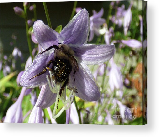 Bee Acrylic Print featuring the photograph Busy Bee by Leara Nicole Morris-Clark