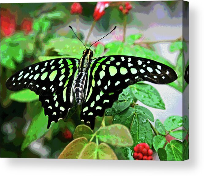 Larry Acrylic Print featuring the photograph Butterfly 3 by Larry Oskin