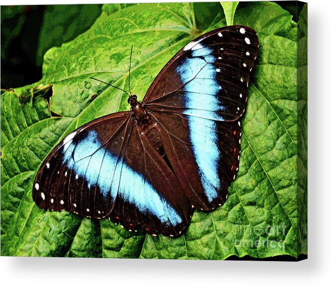 Larry Acrylic Print featuring the photograph Butterfly 6 by Larry Oskin
