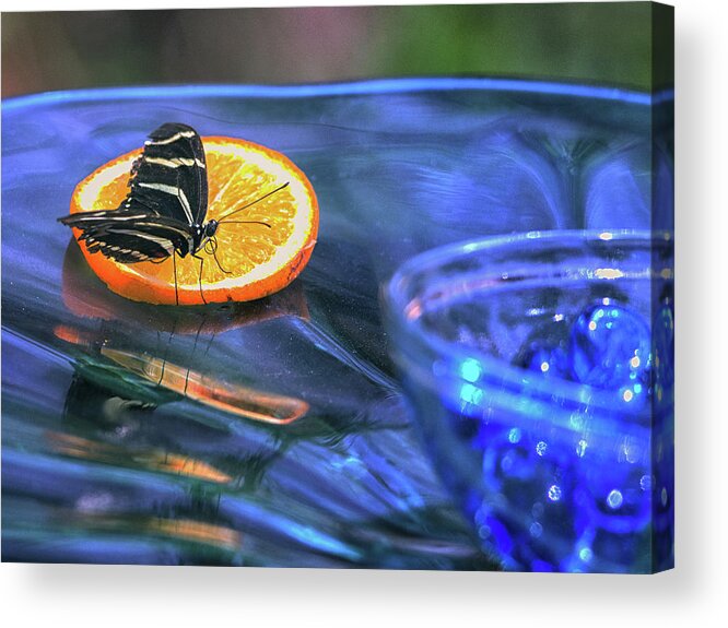 Butterrly Acrylic Print featuring the photograph Butterfly 6316 by Tam Ryan