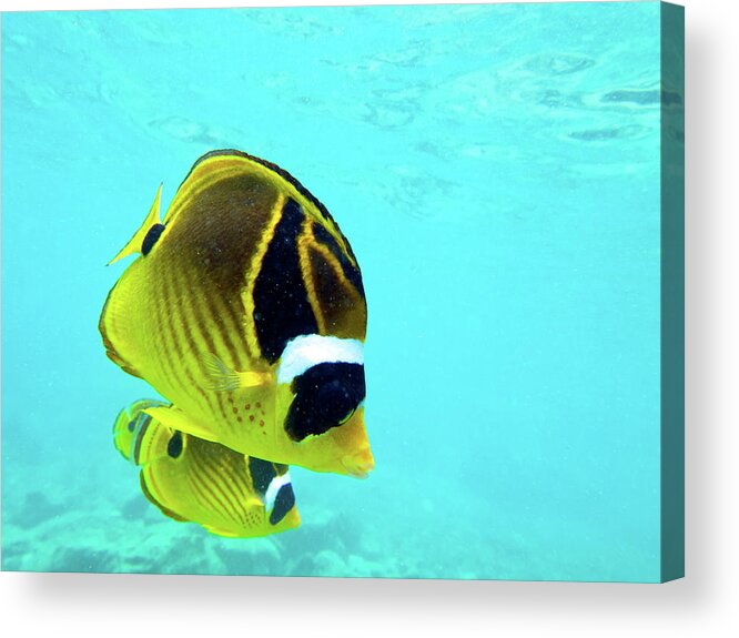 Butterfly Fish Acrylic Print featuring the photograph Butterfly Fish by Christopher Johnson