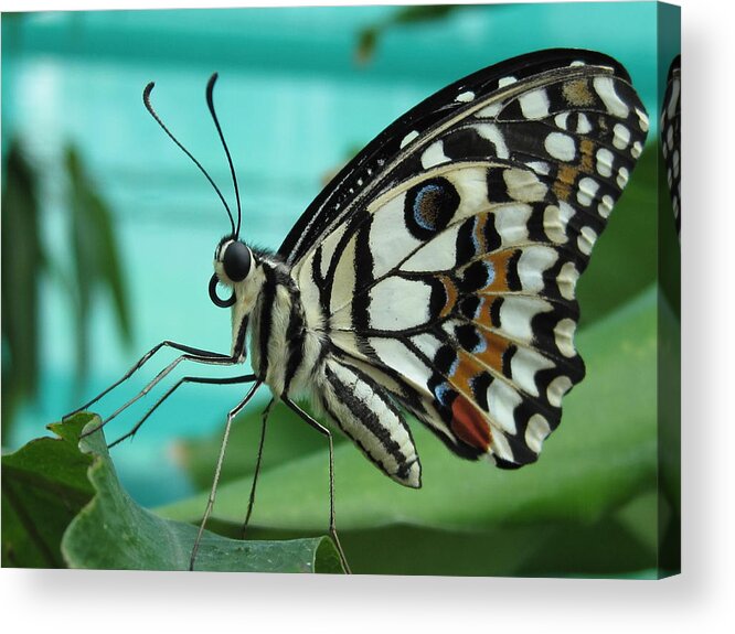 Artistic Acrylic Print featuring the photograph Butterfly by Gouzel -