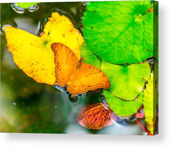 Butterfly Acrylic Print featuring the photograph Butterfly On Lilies by Jerry Cahill