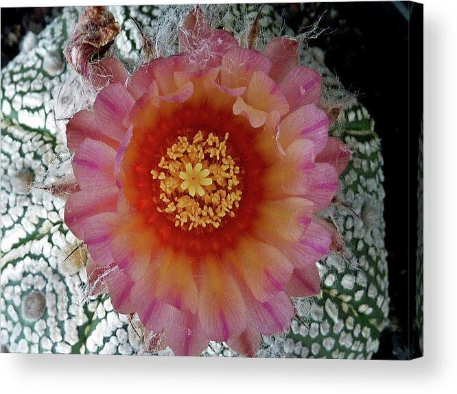 Cactus Acrylic Print featuring the photograph Cactus Flower 5 by Selena Boron